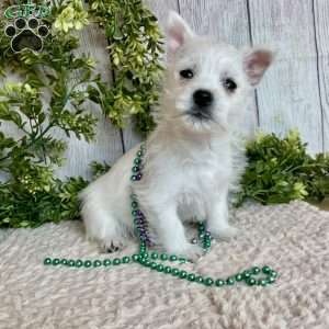 Leah, West Highland Terrier Puppy