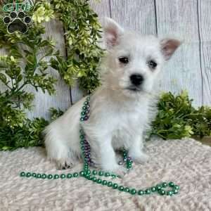 Leah, West Highland Terrier Puppy