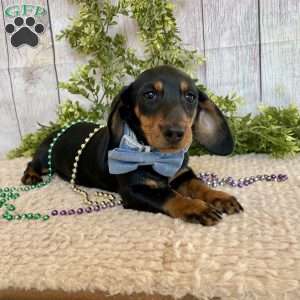 Fritz, Dachshund Puppy