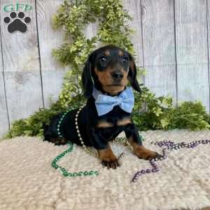 Fritz, Dachshund Puppy