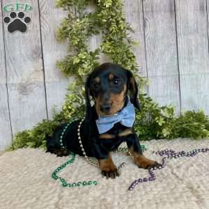 Fritz, Dachshund Puppy