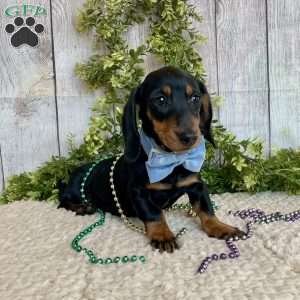 Fritz, Dachshund Puppy