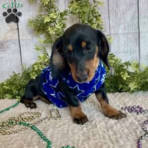 Fritz, Dachshund Puppy