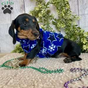 Fritz, Dachshund Puppy