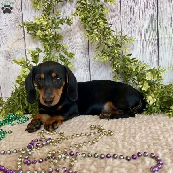 Fritz, Dachshund Puppy