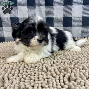 Hank, Havanese Puppy