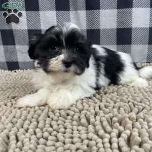 Hank, Havanese Puppy