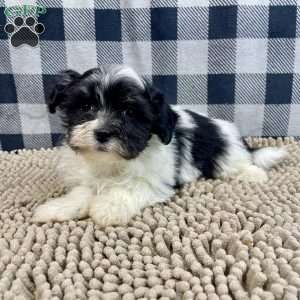 Hank, Havanese Puppy