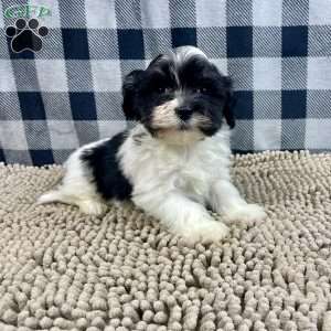 Hank, Havanese Puppy