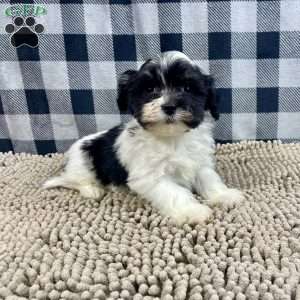 Hank, Havanese Puppy