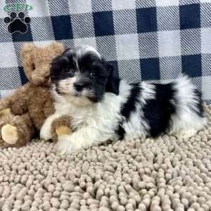 Hank, Havanese Puppy