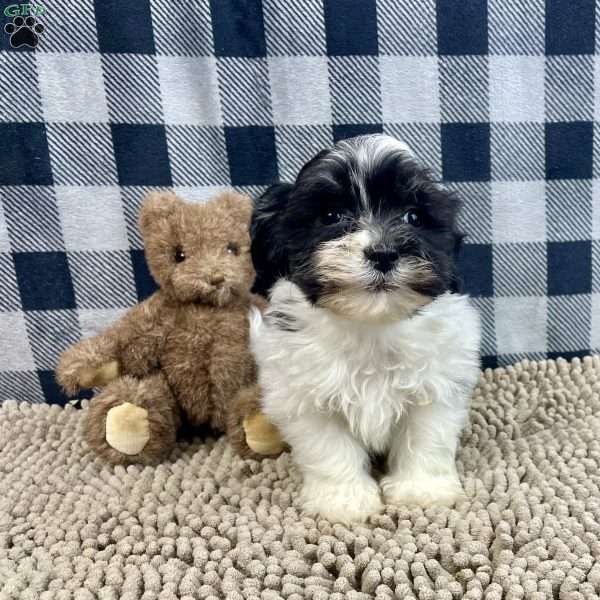 Hank, Havanese Puppy