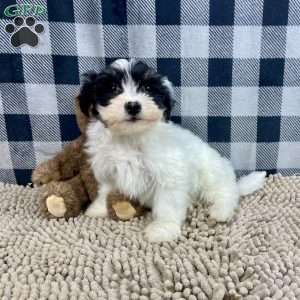 Herman, Havanese Puppy