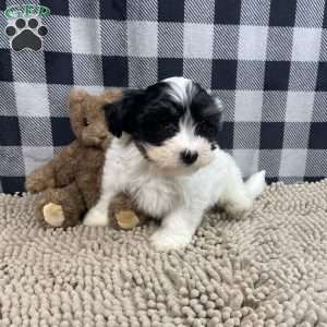 Herman, Havanese Puppy