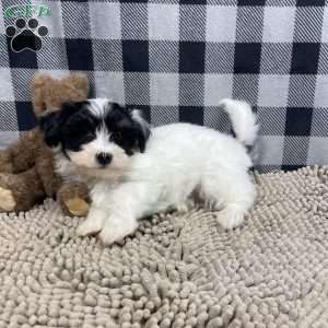 Herman, Havanese Puppy