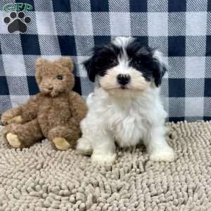 Herman, Havanese Puppy