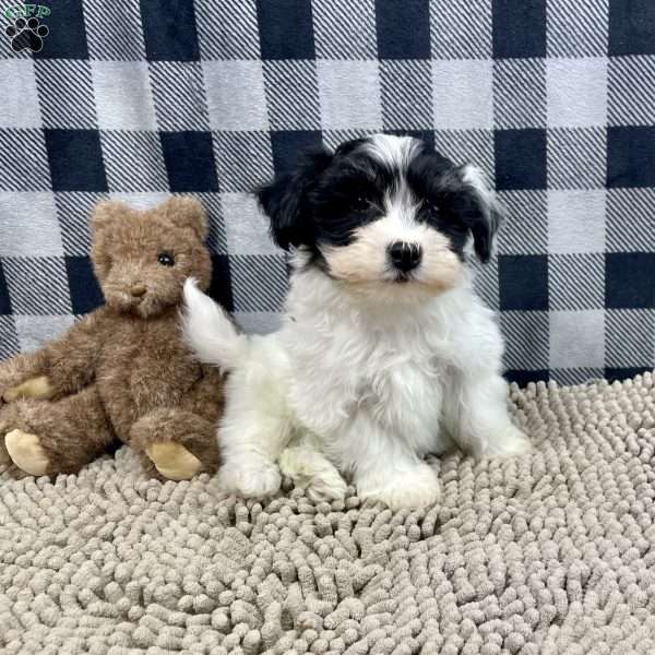 Herman, Havanese Puppy