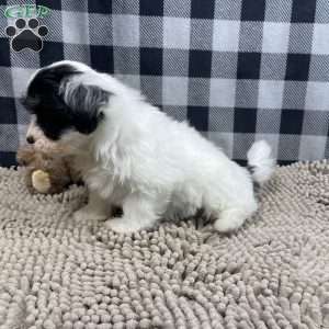 Herman, Havanese Puppy