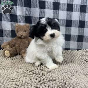 Herman, Havanese Puppy