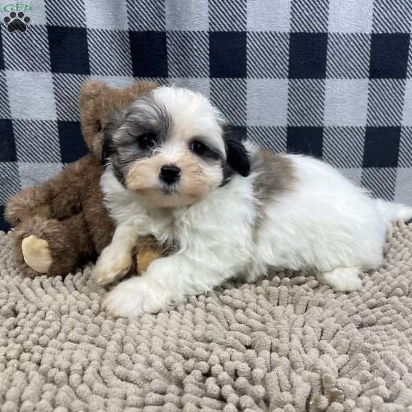 Holly, Havanese Puppy