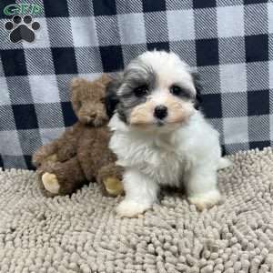 Holly, Havanese Puppy