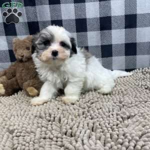Holly, Havanese Puppy
