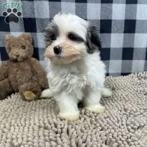 Holly, Havanese Puppy