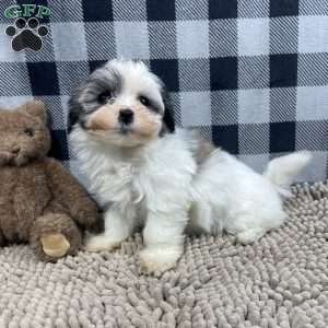 Holly, Havanese Puppy