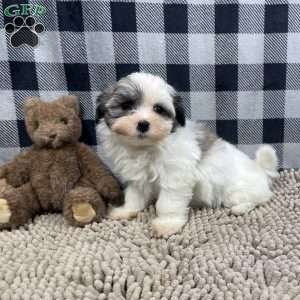 Holly, Havanese Puppy