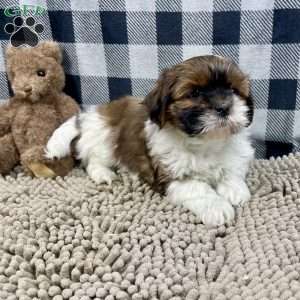 Mike, Shih Tzu Puppy