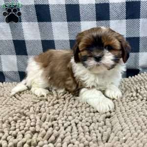 Mike, Shih Tzu Puppy