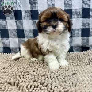 Mike, Shih Tzu Puppy