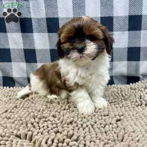 Mike, Shih Tzu Puppy
