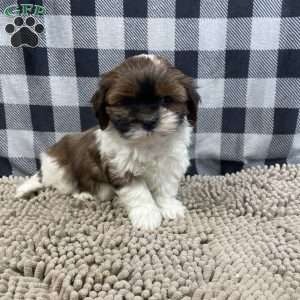 Mike, Shih Tzu Puppy