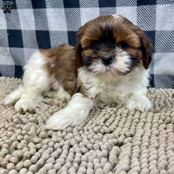 Mike, Shih Tzu Puppy