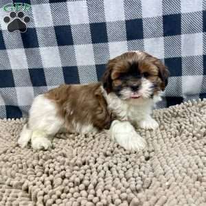 Mike, Shih Tzu Puppy
