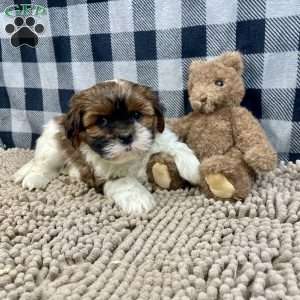 Mike, Shih Tzu Puppy