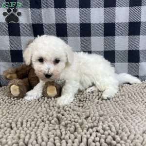 Bernie, Bichon Frise Puppy