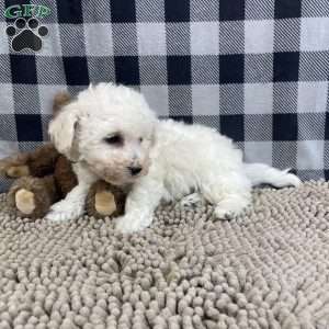 Bernie, Bichon Frise Puppy
