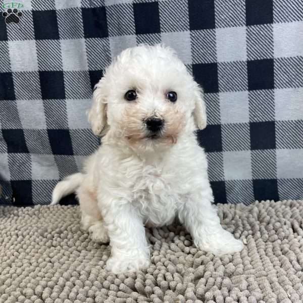 Bernie, Bichon Frise Puppy