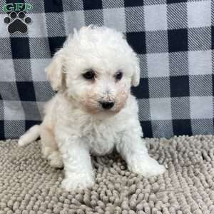 Bernie, Bichon Frise Puppy