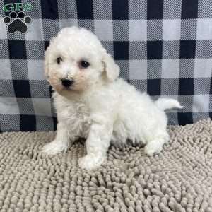 Bernie, Bichon Frise Puppy