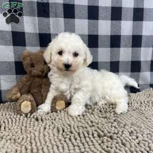 Bernie, Bichon Frise Puppy
