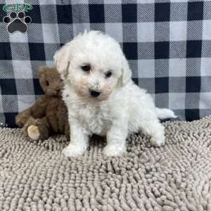 Bernie, Bichon Frise Puppy