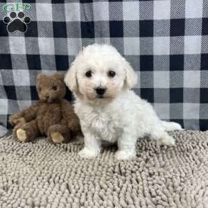 Bernie, Bichon Frise Puppy