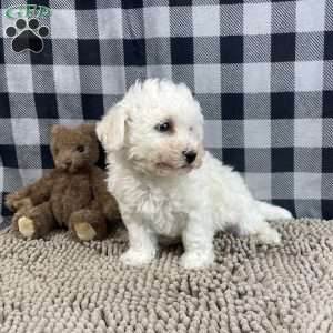 Bernie, Bichon Frise Puppy
