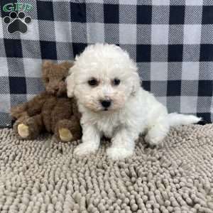 Bruce, Bichon Frise Puppy