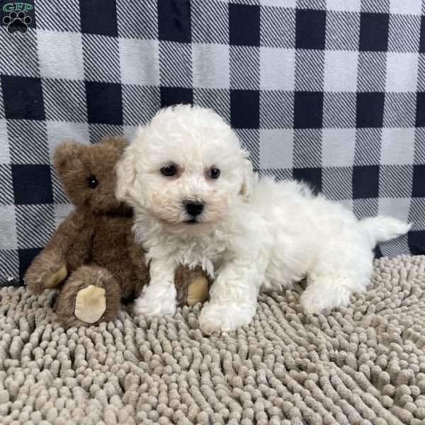 Bruce, Bichon Frise Puppy