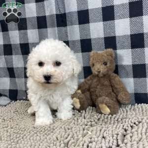 Bruce, Bichon Frise Puppy
