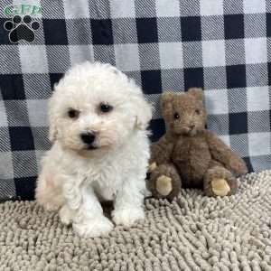 Bruce, Bichon Frise Puppy